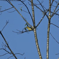 Pine Warbler at Eno River--Few's Ford; Orange County, NC