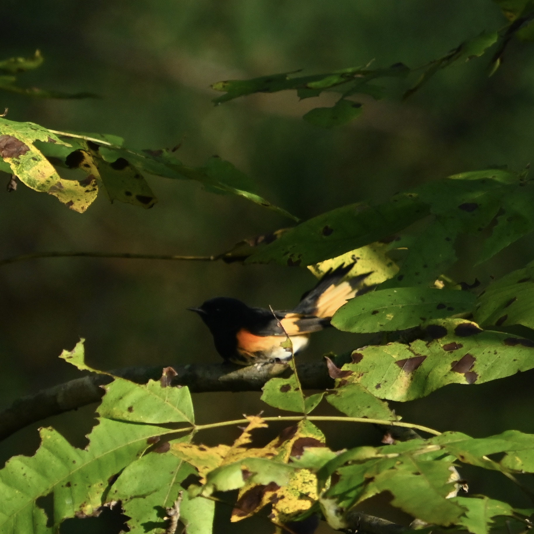 A Random Bird Photo