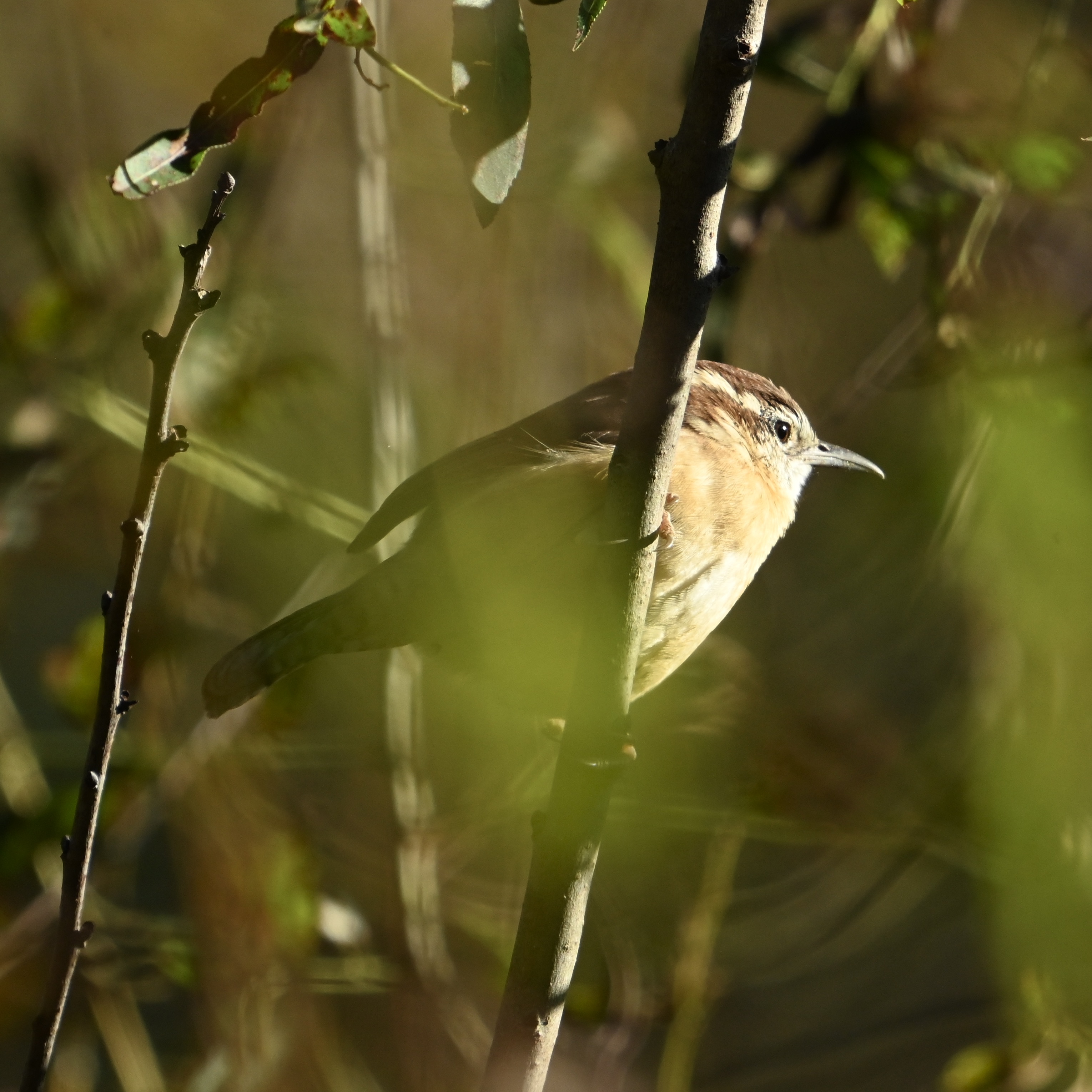A Random Bird Photo