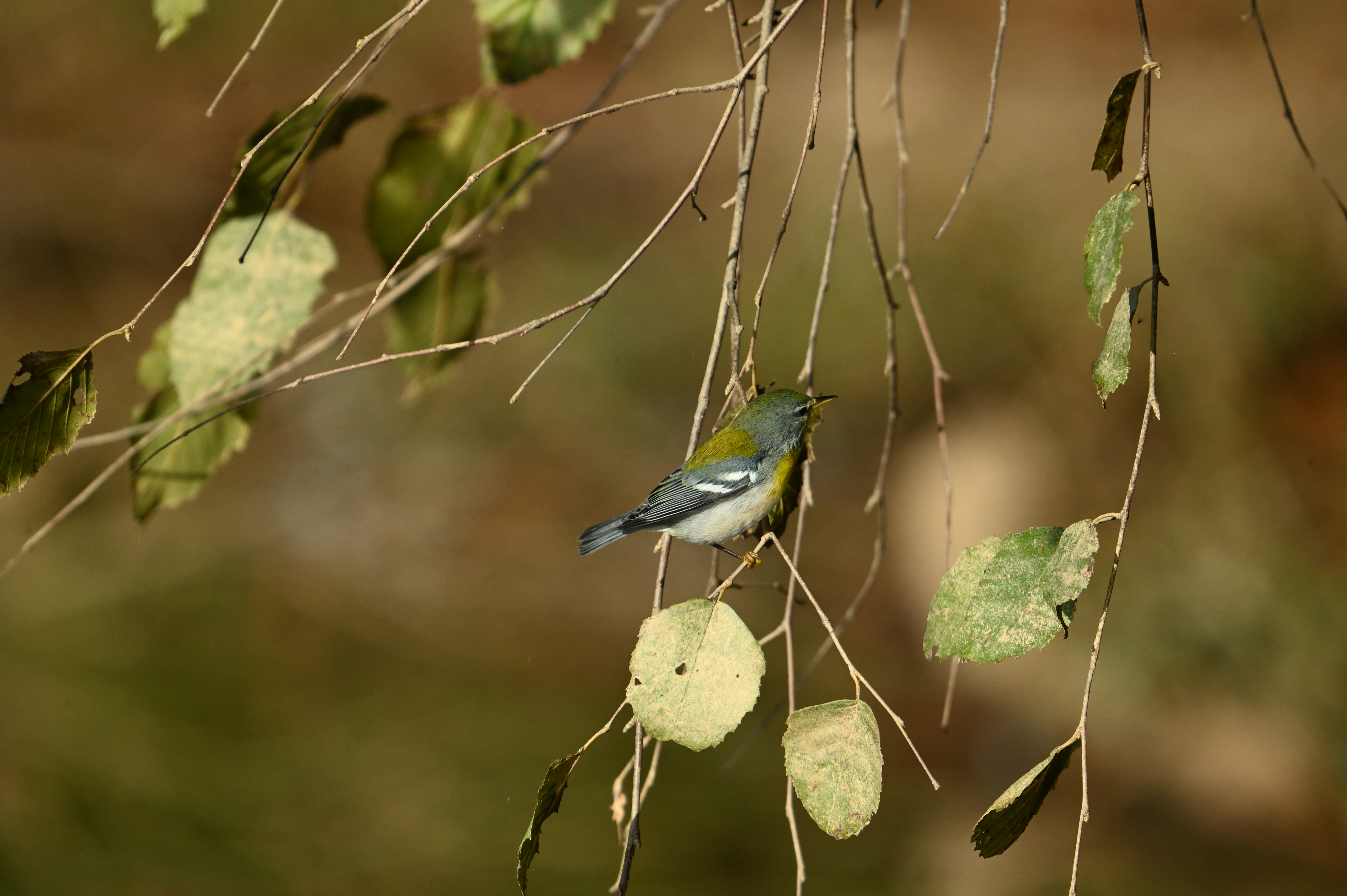 A Random Bird Photo